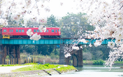 桜と電車